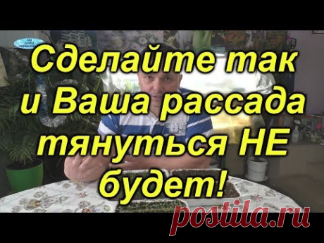 Тянется рассада после всходов? Сделайте так и вытягивания не будет!