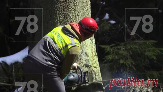 В Петербурге установят главную новогоднюю елку весом 10 тонн. В Санкт-Петербурге отправляют на Дворцовую площадь главную новогоднюю ель города весом 10 тонн, ее спилили в Копорском лесничестве. Об этом сообщает 78.ru. Дерево росло в лесничестве около 120 лет, его высота превышает 30 метров. Прежде ...