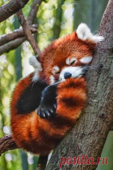 Pinterest