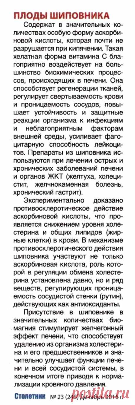 Плоды шиповника