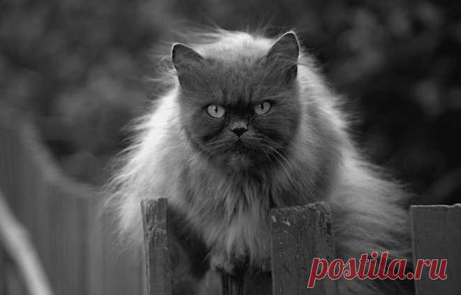 Кот Бегемот