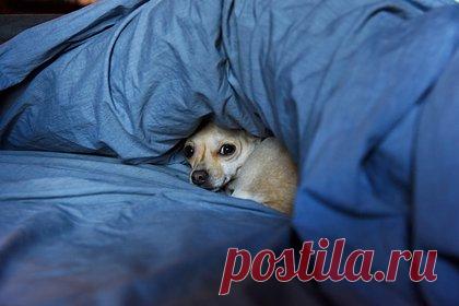 Девушка завела крошечного котенка и получила «озеро собачьей мочи»