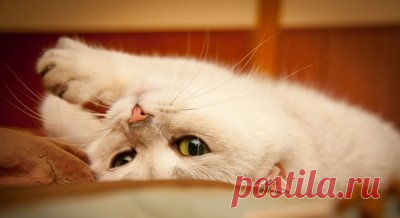 Течка у кошки: стадии полового цикла | Кот и Кошка | Яндекс Дзен