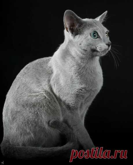 Кота породы русская голубая признали самым красивым на конкурсе