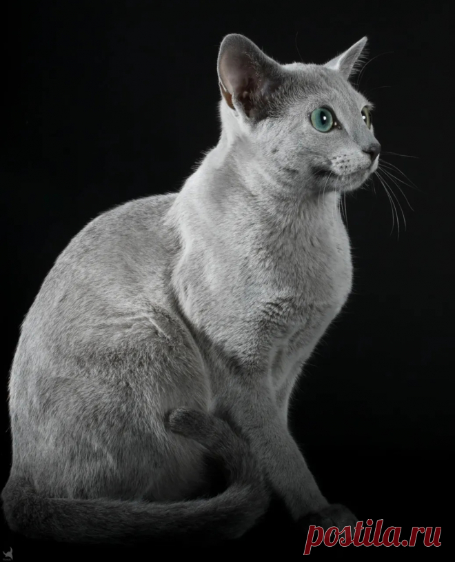 Кота породы русская голубая признали самым красивым на конкурсе