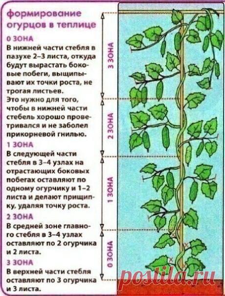 Как правильно формировать огурцы