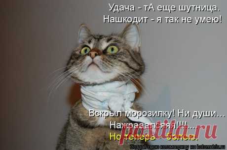 Котоматрица: Случайные котоматрицы