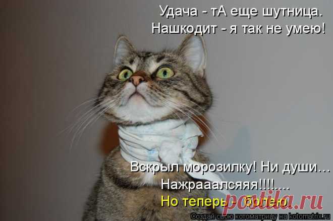 Котоматрица: Случайные котоматрицы
