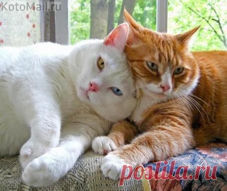 Атмосфера нежности и тепла