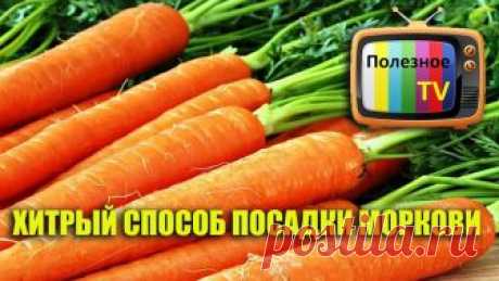 ХИТРЫЙ СПОСОБ ПОСАДКИ МОРКОВИ.