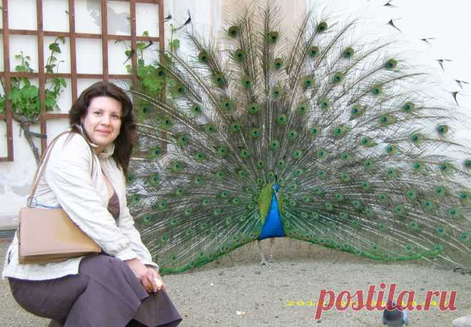 Прогулки по Праге на общественном транспорте и пешком без проф.экскурсий, но с рассказами, показами, фотосессией и ответами на все вопросы - 20 евро/час с чел. либо 100 евро/день за компанию от 2 человек: встреча и проводы к Вам в отель, квитанция об оплате перед выездом на прогулку.