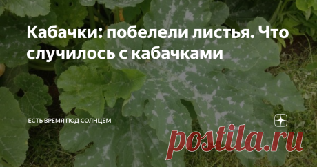 Кабачки: побелели листья. Что случилось с кабачками Если вы недавно сажаете кабачки, и не знаете, почему у них «побелели» листья, читайте статью. По-моему, самый простой в уходе овощ — это кабачок. Его не надо прореживать как морковку, не надо обрезать как помидоры и так далее. Я сажаю кабачки очень много лет, и знаю, что растут они и в тени, и на солнце. Не было случая в моей практике, чтобы мы остались без кабачков. А вот наоборот чаще бывает, что их девать некуда. И все...