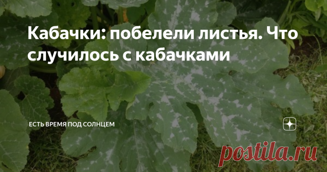 Кабачки: побелели листья. Что случилось с кабачками Если вы недавно сажаете кабачки, и не знаете, почему у них «побелели» листья, читайте статью. По-моему, самый простой в уходе овощ — это кабачок. Его не надо прореживать как морковку, не надо обрезать как помидоры и так далее. Я сажаю кабачки очень много лет, и знаю, что растут они и в тени, и на солнце. Не было случая в моей практике, чтобы мы остались без кабачков. А вот наоборот чаще бывает, что их девать некуда. И все...