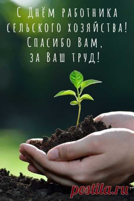 Тех, кто на фермах днем и ночью
Следит, чтоб вырос молодняк,
Кто качественного роста хочет
И не умеет «кое-как».