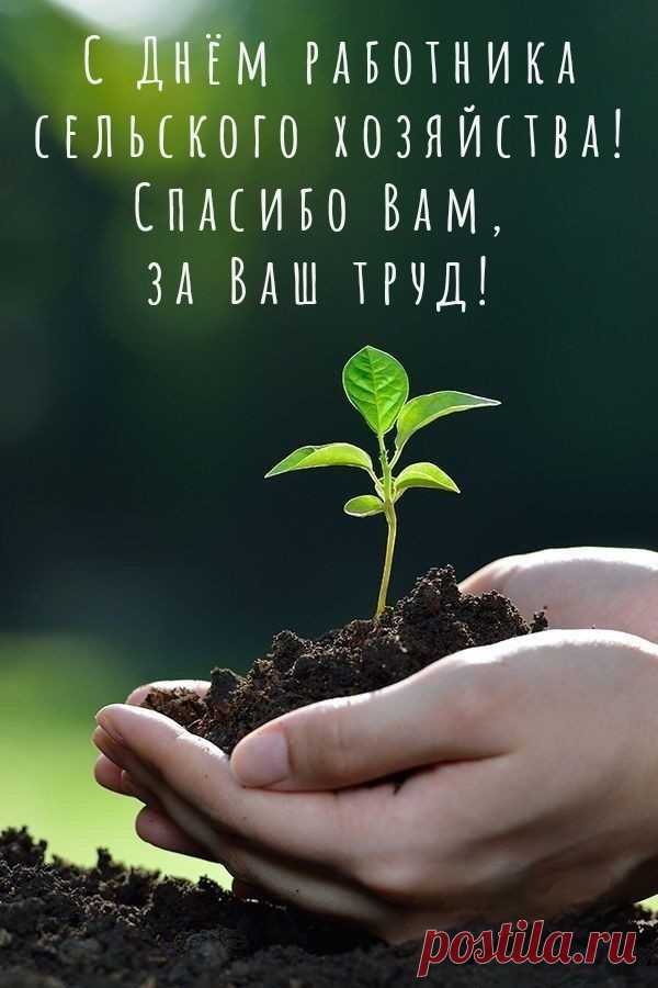Тех, кто на фермах днем и ночью
Следит, чтоб вырос молодняк,
Кто качественного роста хочет
И не умеет «кое-как».