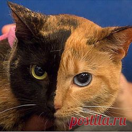 Загадочная кошка с &quot;двумя лицами&quot;: необычный окрас животных
