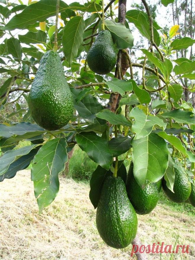 Дерево авокадо — в чем польза для человека интересные факты и фотографии Портал о ландшафтном дизайне - обзор лучших дизайнерских идей и секретов по уходу за садом и дачей