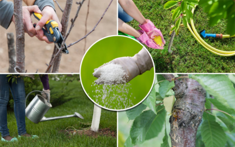 Уход за черешней – советы по подкормке, поливу, обрезке и защите от мороза