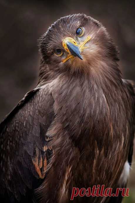 Golden Eagle