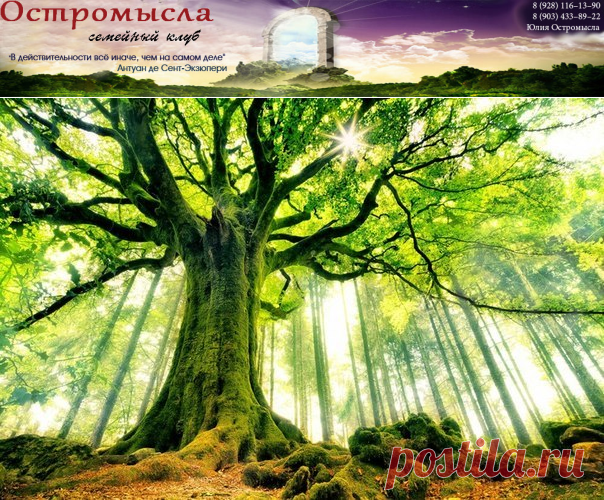 Священное растение - Новости |