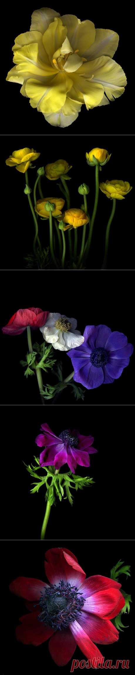 Красота на черном фоне..