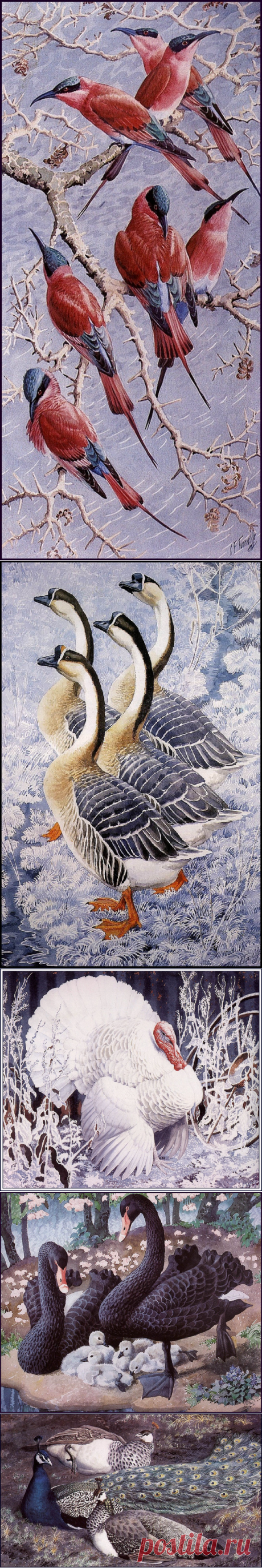Британский художник-натуралист Charles Frederick Tunnicliffe