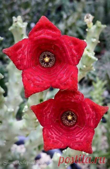 (96) Pinterest