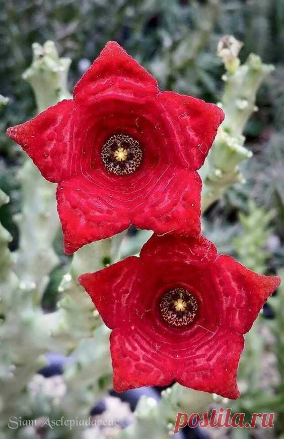 (96) Pinterest