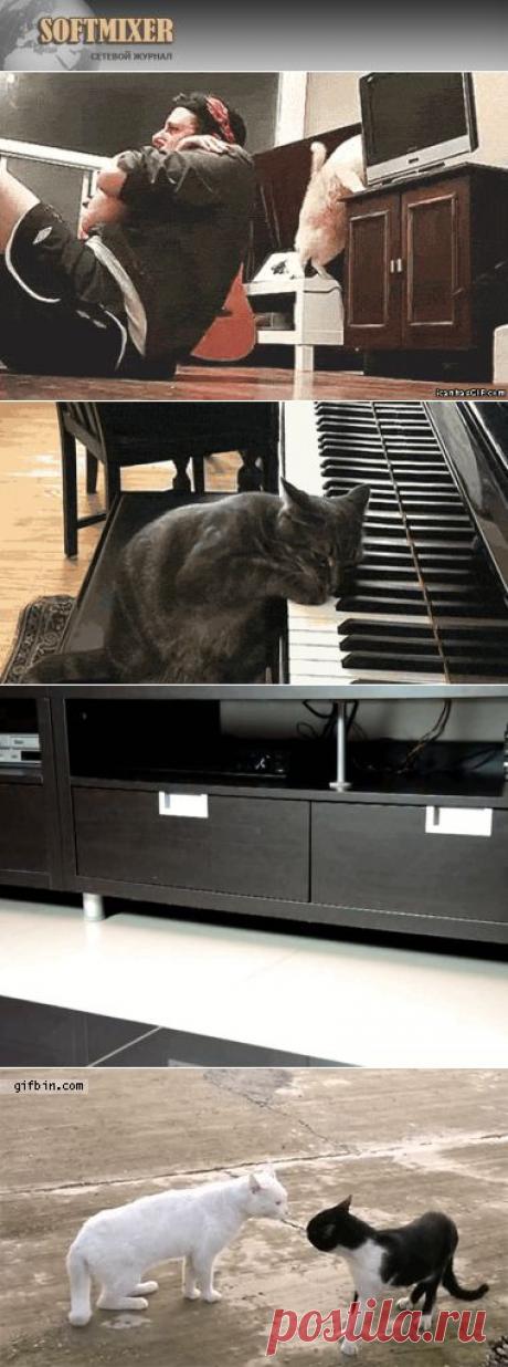 Для кошки мы просто обезьяны… | SOFTMIXER