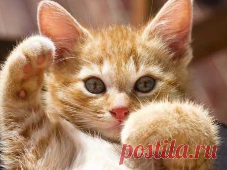 Рыжая кошка в доме — это кусочек солнышка!