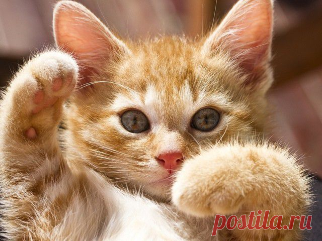 Рыжая кошка в доме — это кусочек солнышка!