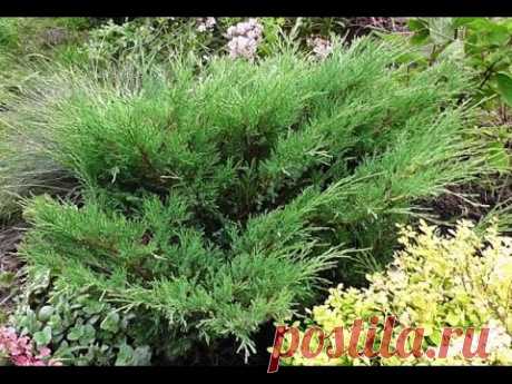 Можжевельник Казацкий/ Размножение_часть 1