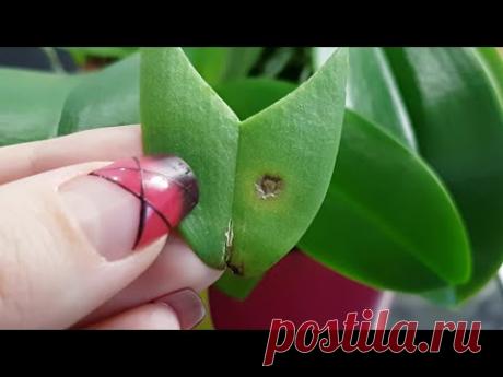 54. Бактериальная пятнистость на листьях орхидеи, что делать? Обзор орхидей на начало декабря 2019