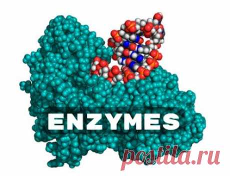The size of the global enzymes market, estimated at USD 9,008.7 million in 2019, is projected to increase by USD 8,919.8 million in 2020 and USD 13,815.2 million in 2027, for a CAGR of 6.4%.