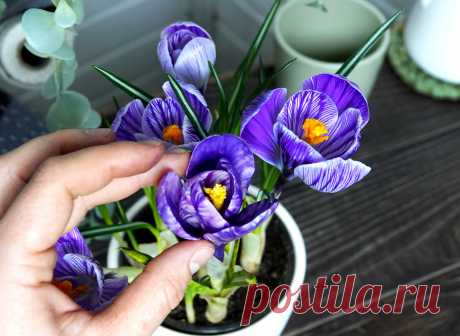 Цветы, которые точно не завянут: вечные крокусы из холодного фарфора, которые сможет сделать и ребенок | Живые вещи | Яндекс Дзен