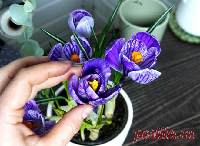 Цветы, которые точно не завянут: вечные крокусы из холодного фарфора, которые сможет сделать и ребенок | Живые вещи | Яндекс Дзен