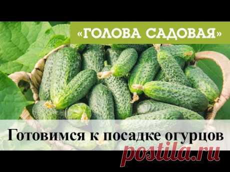 Голова садовая - Готовимся к посадке огурцов