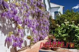 patios cordobeses interiores bonitos - Buscar con Google