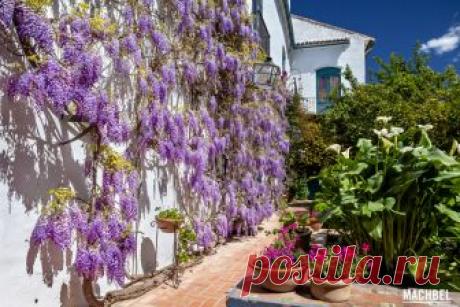 patios cordobeses interiores bonitos - Buscar con Google