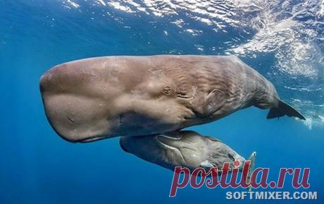 Самое загадочное животное Земли