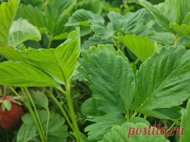 Почему август считается лучшим временем для посадки клубники: об этом должны знать огородники. Садоводы отмечают, что августовская посадка позволяет растениям хорошо прижиться до наступления холодов.