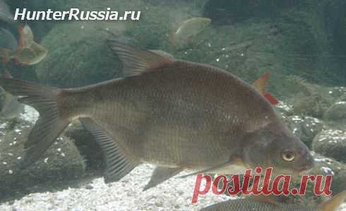 Ловля леща зимой