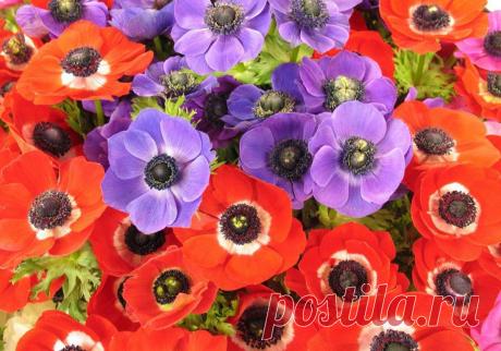 Анемоны: выращивание и сорта.