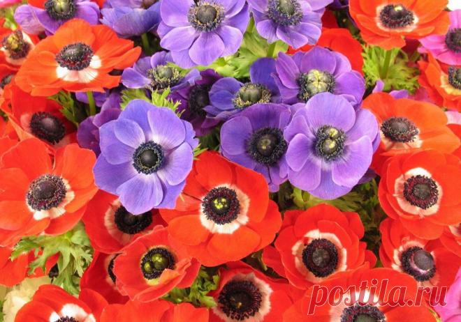 Анемоны: выращивание и сорта.