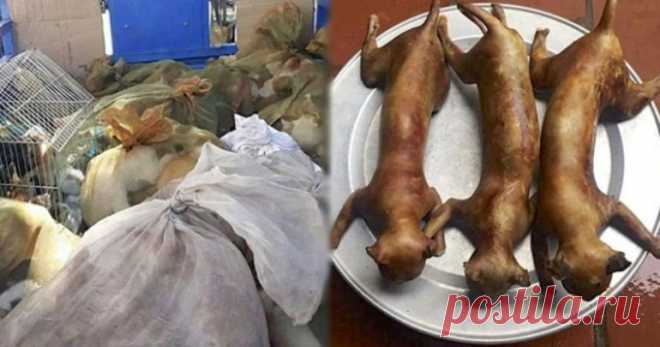 Ежегодно в Швейцарии съедают 200 килограммов кошек. Кошачьего мяса. Да, в Швейцарии