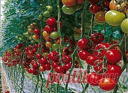 Томаты. Как помочь своему урожаю....