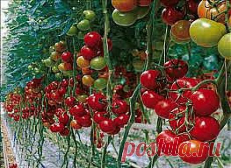 Томаты. Как помочь своему урожаю....