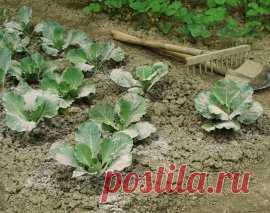 Древесная зола – органическое удобрение и средство борьбы с вредителями