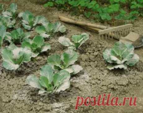 Древесная зола – органическое удобрение и средство борьбы с вредителями