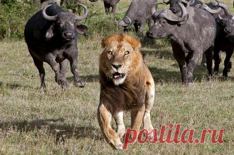 22 зоофакта, которых не знает даже Николай Дроздов!